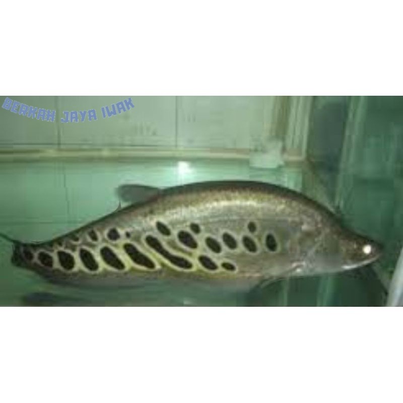 koleksi belida brown paket berkualitas size 8-11cm gas COD