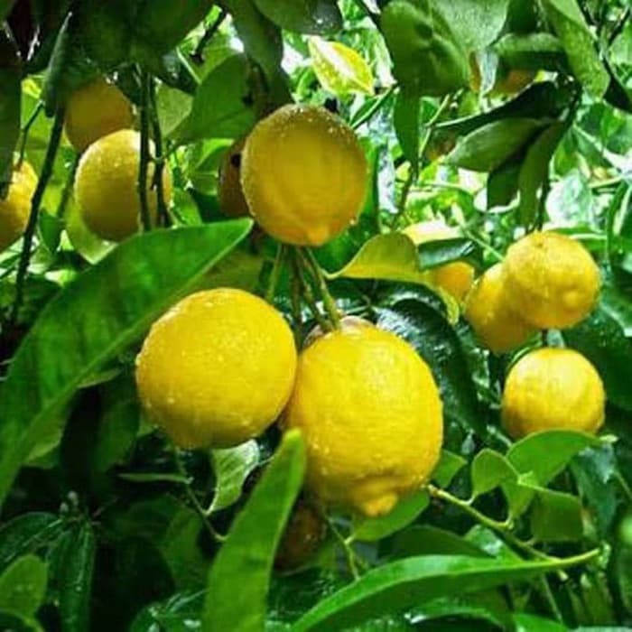 Bibit Jeruk Lemon Kondisi Sudah Berbuah Tabulampot