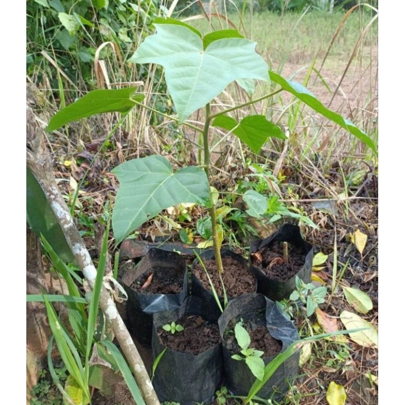 Bibit Muncang Adu Jalim Kemiri Tebal Mewah Siap Tanam