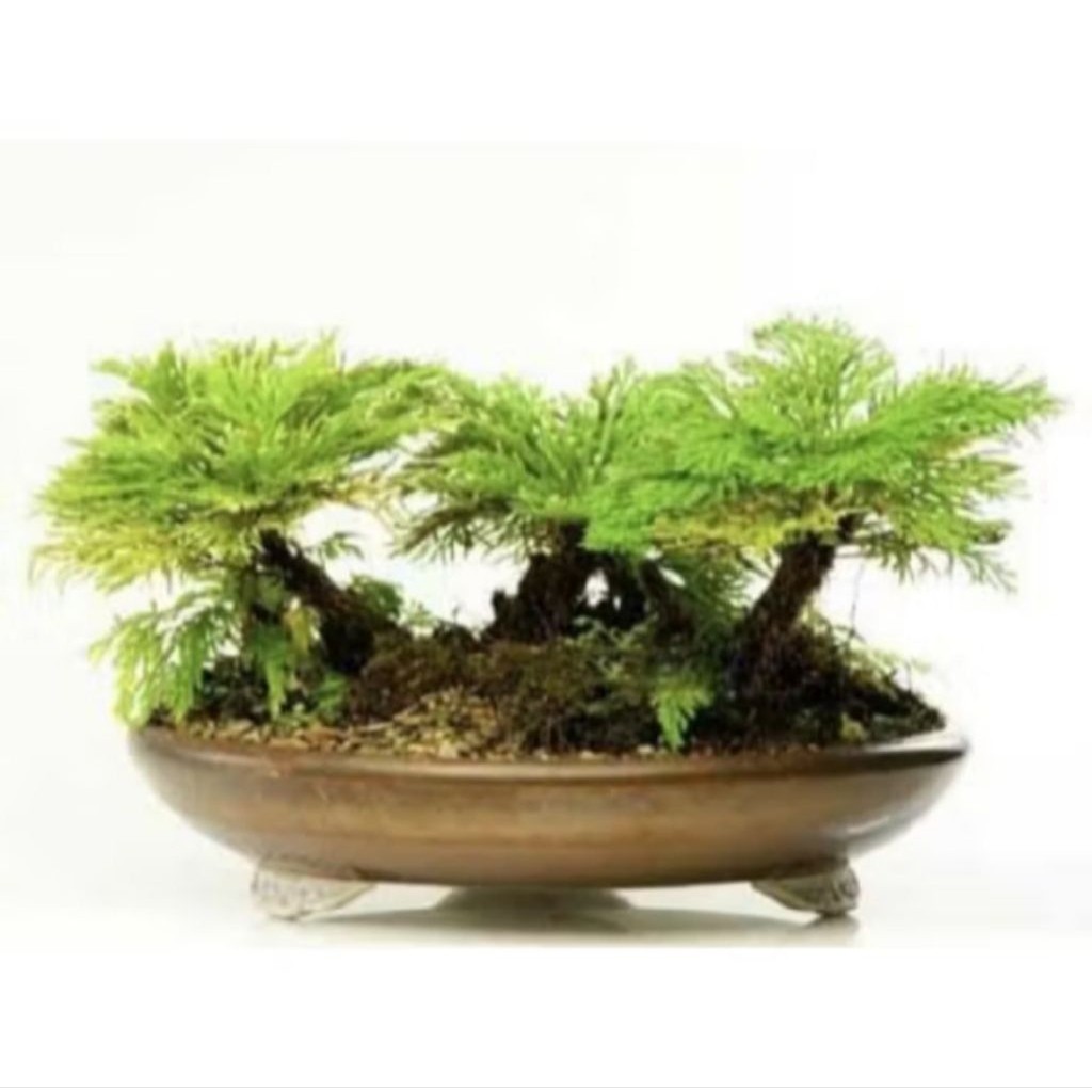 Rosa Selaginella lepidophylla Rose of jericho Selaginella kokedama