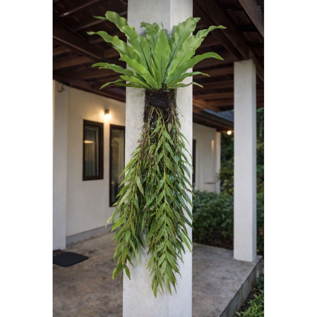 Kadaka Jumbo Anggrek Tirai Media Papan Kawat