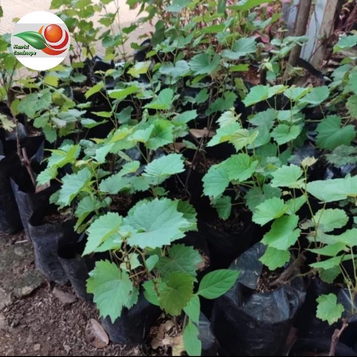 Tanaman pohon anggur brazil atau bibit pohon anggur brazil