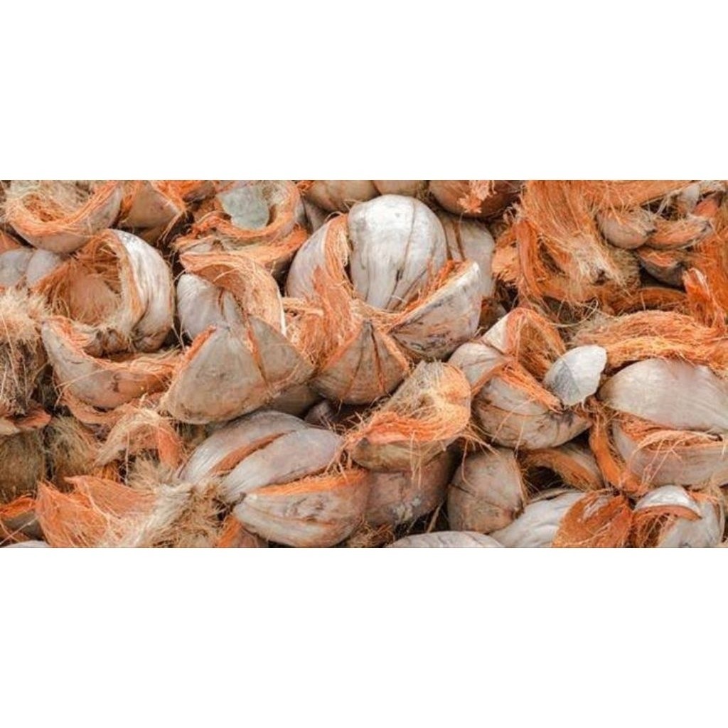 Sabut Kelapa Kering/Tapas Kelapa Utuh 1 pcs