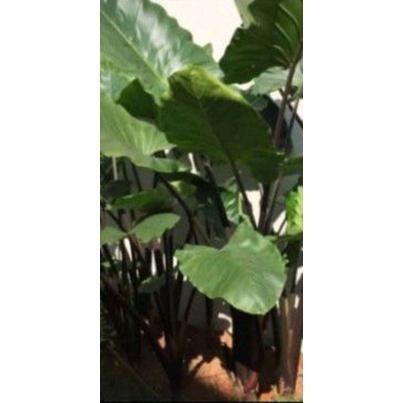 promo tanaman hias keladi sente,batang hitam daun hijau,keladi jumbo Terlaris raedy stok