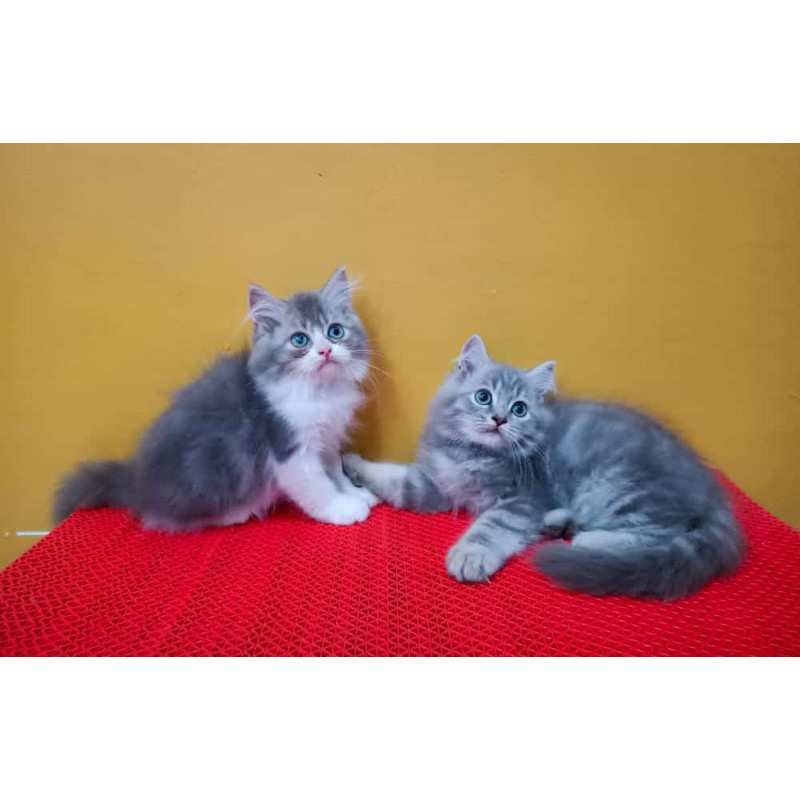 Persia Peaknose Gembul