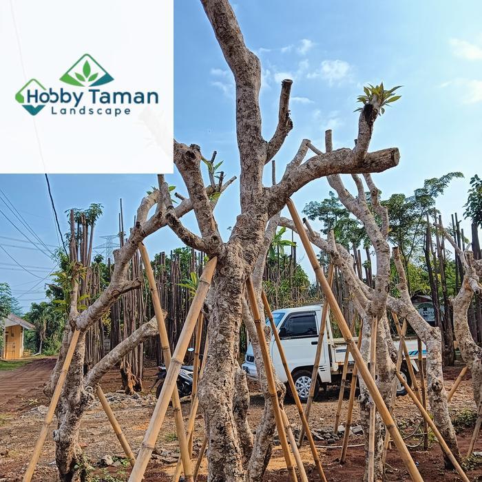 kamboja fosil tinggi 3-4 meter