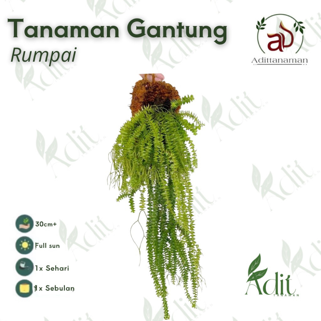 tanaman hias gantung rumpai Kumpay Tanaman Hias Gantung Kumpai Ekor Monyet Dan Kadaka (Huperzia Ekor