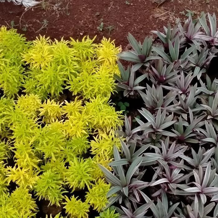 Paket Promo Tanaman Hias Brokoli Kuning & Adam Hawa Variegata