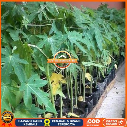 Bibit pepaya taiwan super manis CV GLAMOUR ID