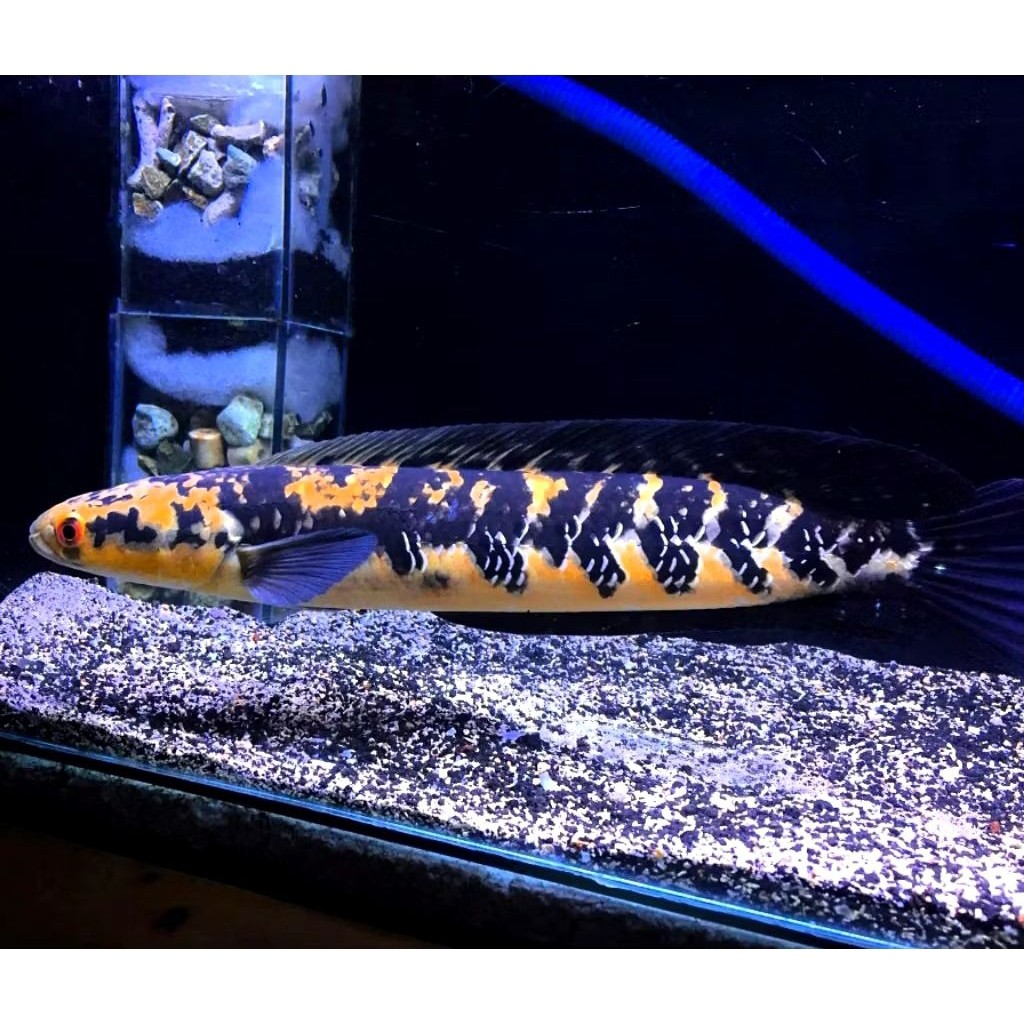 Hiasaan aquarium (COD) Channa Maru Yellow Sentarum 20-23 Cm Dorsal Batik