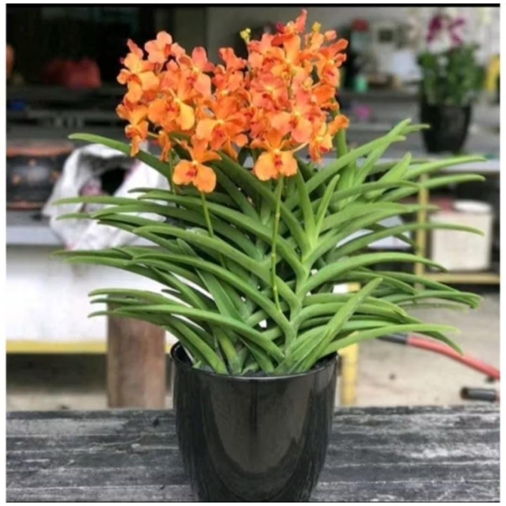 Promo anggrek vanda orange dewasa termurah dan terlaris