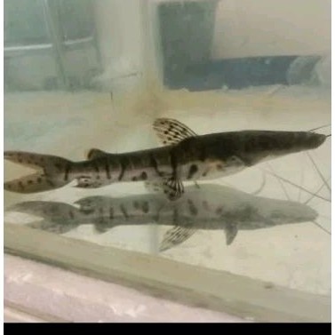 Ikan Tiger Catfish TSN Tankmate Predator 11-13cm