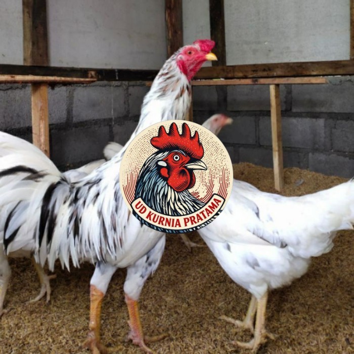 Telur ayam fertil sensi petelur handal siap ditetaskan - ayam sensi UD KURNIA PRATAMA