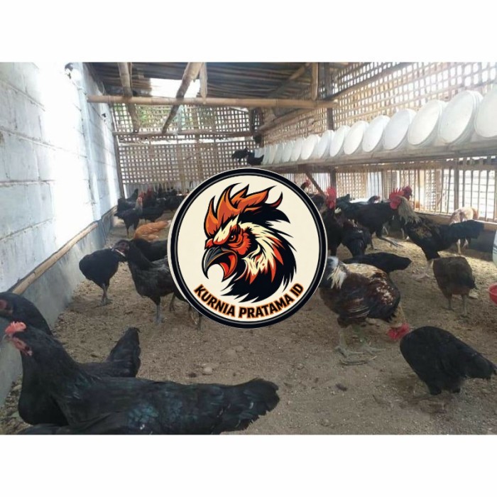 Telur ayam KUB petelur handal fertil asli siap ditetaskan - telur ayam kub KURNIA PRATAMA ID