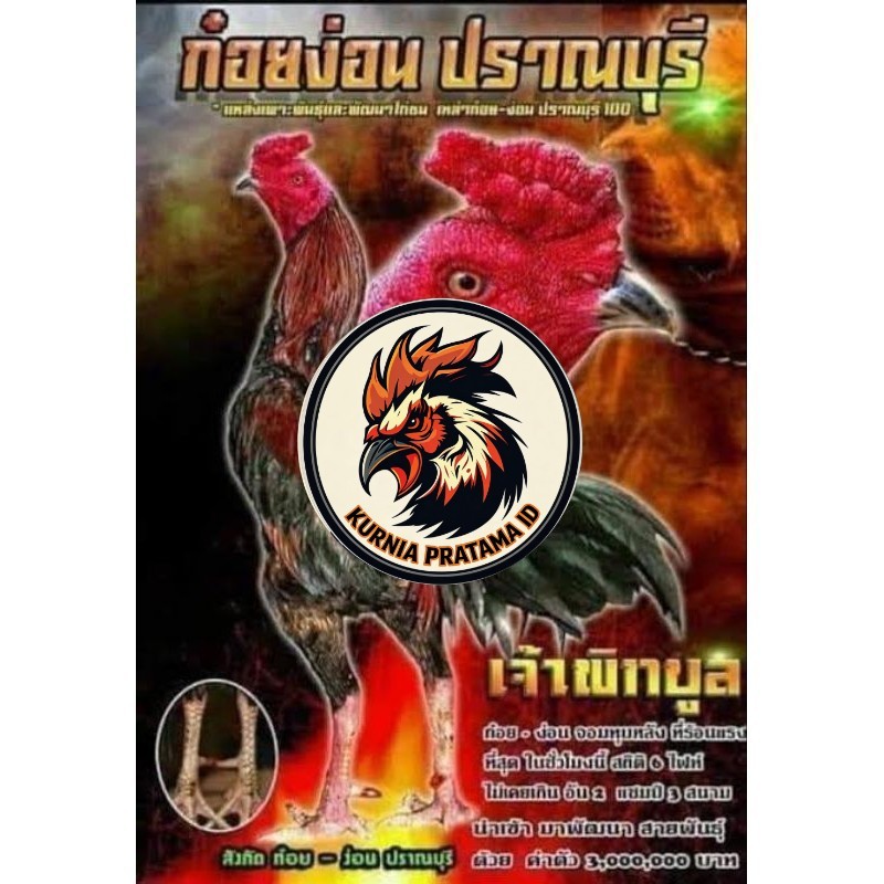 Telur fertil ayam pakhoy trah pitt bull / COD KURNIA PRATAMA ID