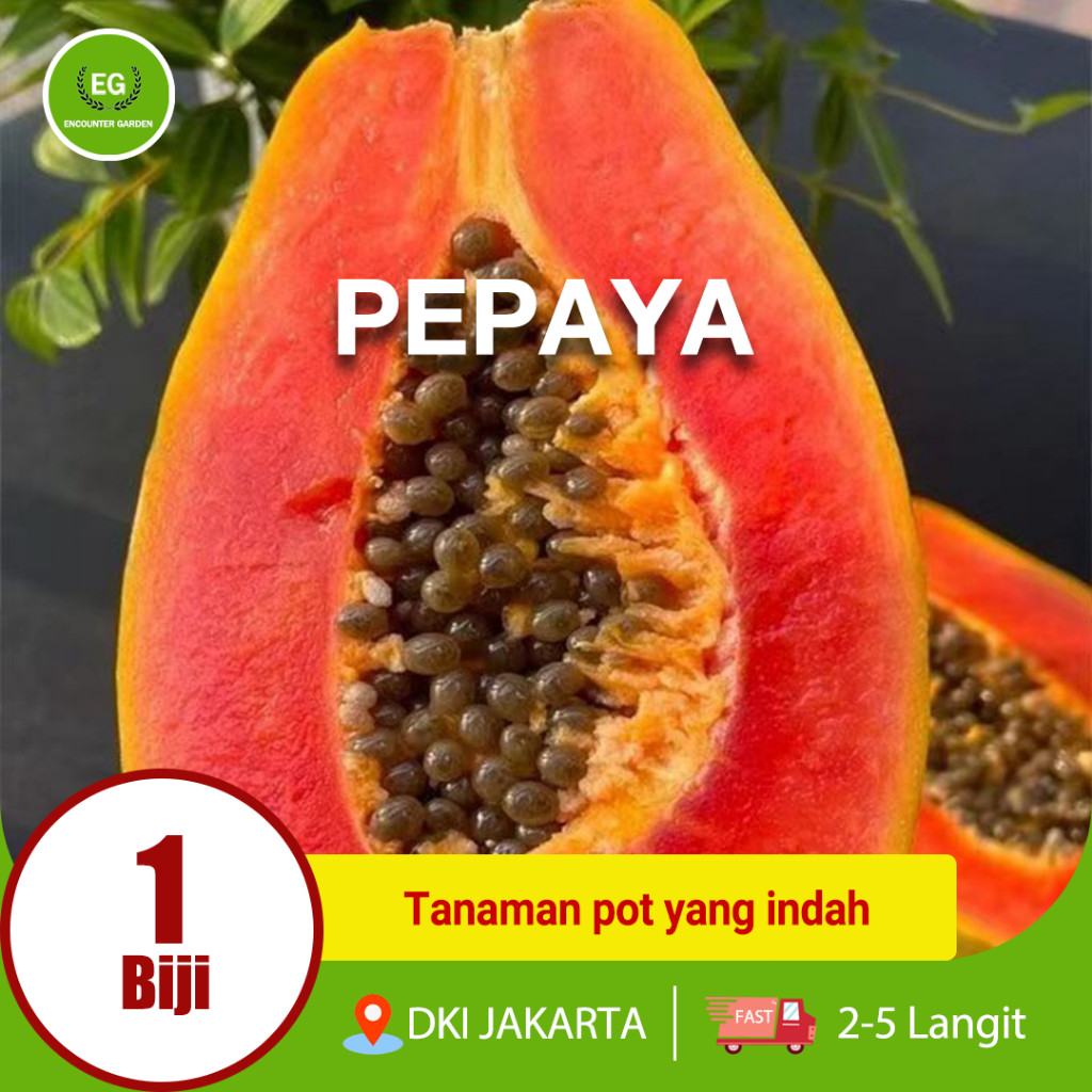 50 biji BIBIT PEPAYA CALIFORNIA SUPER Buah dan Manis / Bibit Pepaya California
