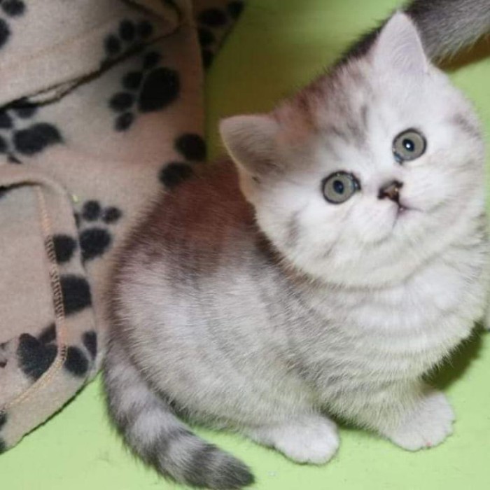 KUCING KITTEN BSH SILVER SHADED | BRITISH SHORT HAIR SILVER / cat