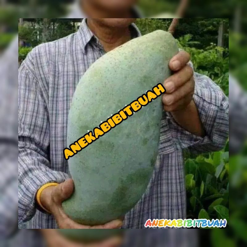 BIBIT MANGGA MAHATIR SUPER JUMBO