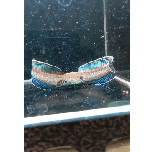 Andrao Ikan Blue Fish Tulungagung Sz 4-5 Cm