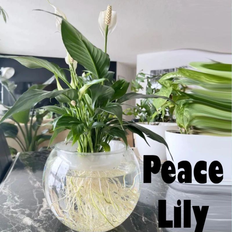 Tanaman Air Peace Lily Sudah Berbunga Siap Kirim