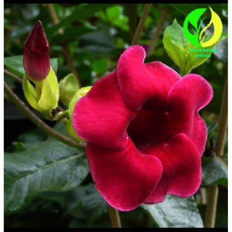 (BISA COD) Tanaman Bunga Alamanda Merah Maroon - Pohon Alamanda Bunga Merah Maroon