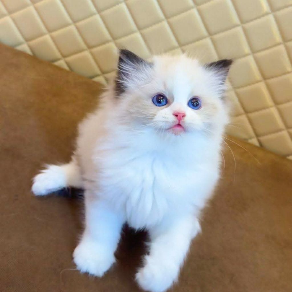 Kitten Ragdoll Bersertifikat Anak Kucing Ragdoll Asli