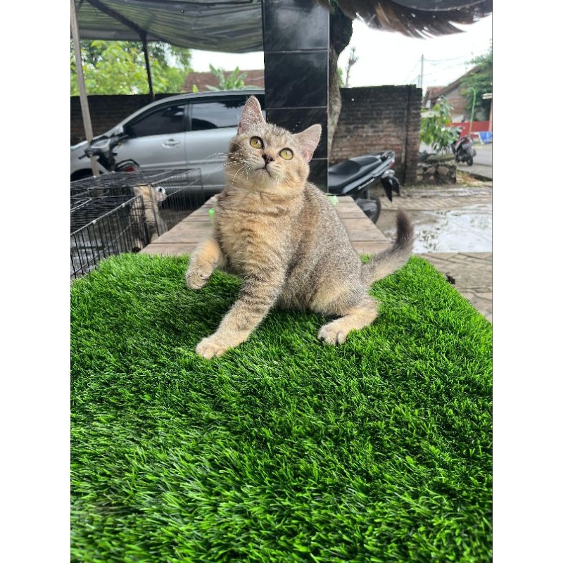 kucing bsh golden jantan