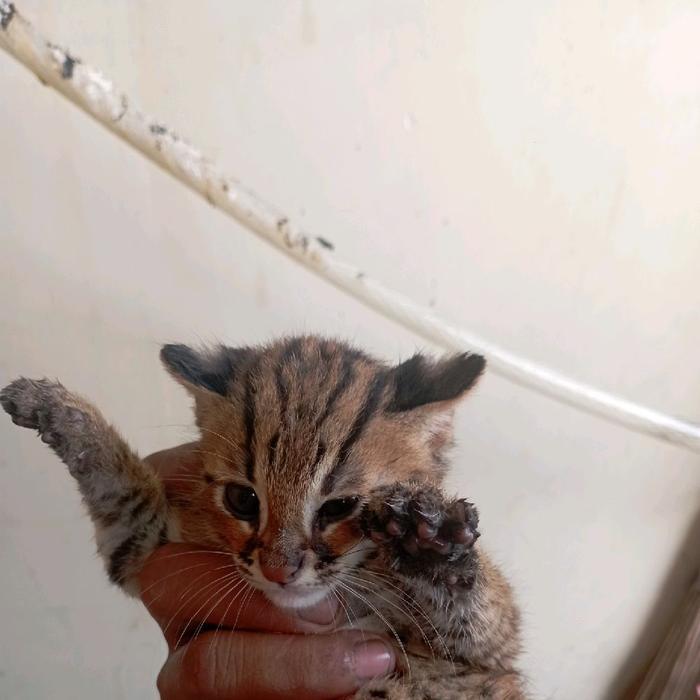 kucing anggora belang gemoy jantan