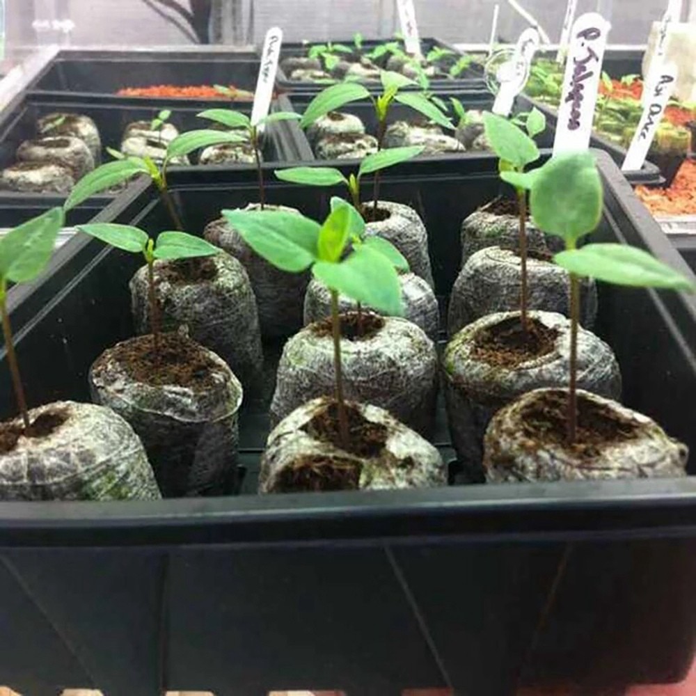 ABPQ110 Pcs Professional Peat Pellets Plant Starting Soil Block Jiffy Seedling Plugs Environmental G