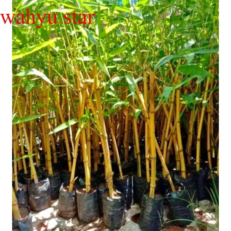 Bibit Bambu Kuning / Ampel Kuning Siap Tanam / Tanaman Hias Bambu Kuning