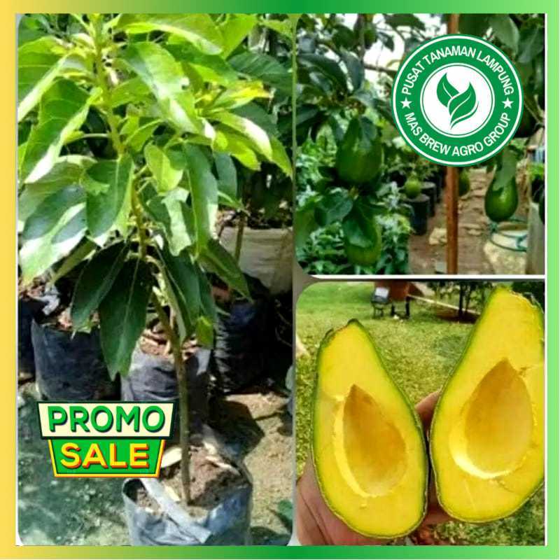 Bibit Alpukat Mentega Jumbo Super ASLI Hasil Okulasi / Cangkok Cepat Berbuah