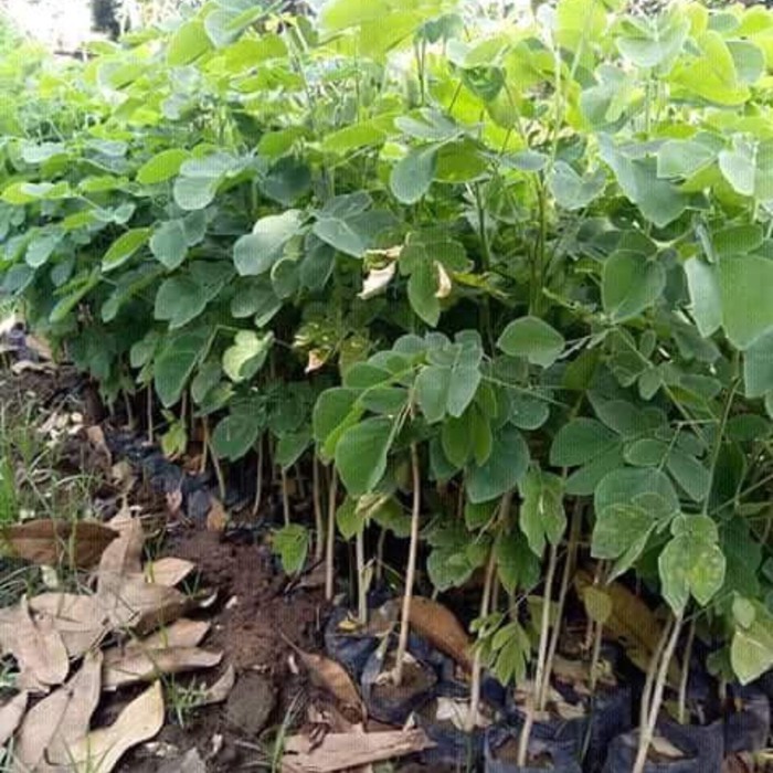 Bibit Pohon Trembesi Unggulan – Pohon Peneduh Besar, Bibit Siap Tanam