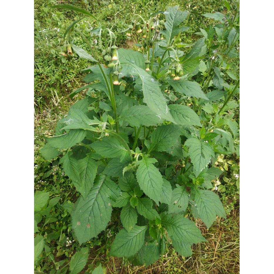 New Daun sintrong tanaman sintrong bibit sintrong