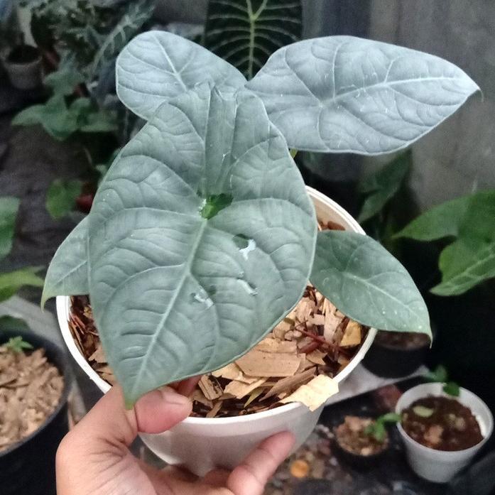 Alocasia Maharani - Tanaman hias  alocasia maharani - Remaja