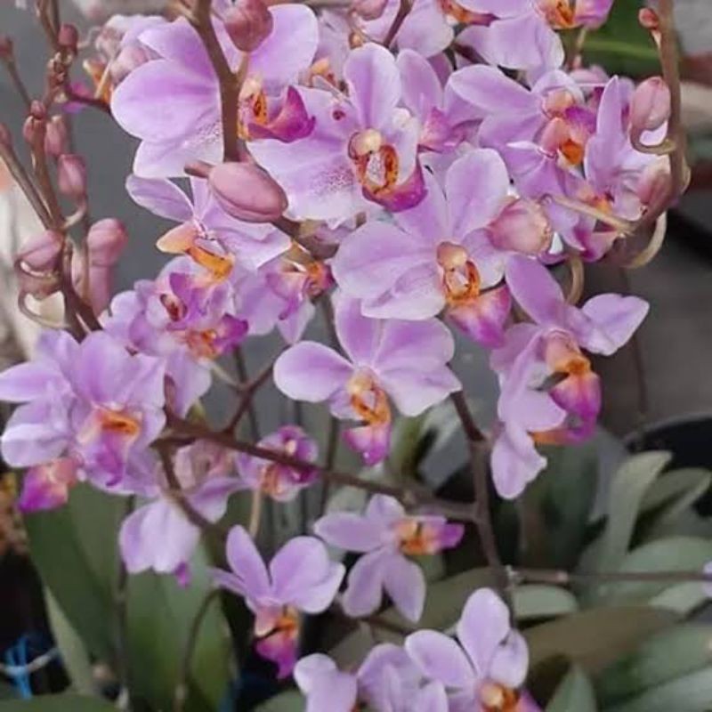 Anggrek Bulan Doritis Rimbun Berbunga Spike | Anggrek Bulan Dewasa Pasca Bunga - Media Tanam Mos, Wa