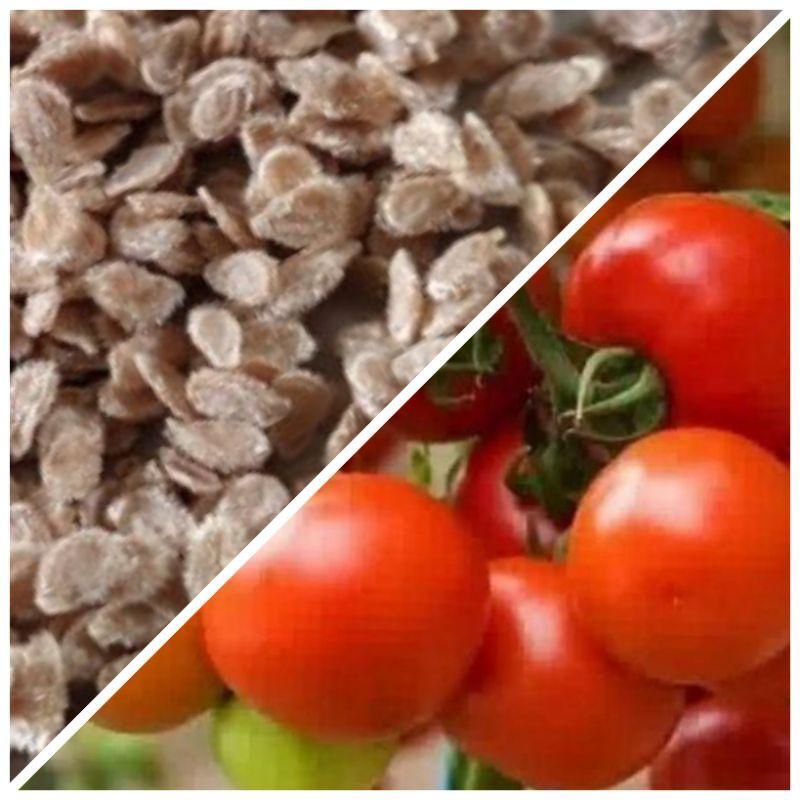 Benih/Biji Tomat Hibrida (125 Butir++) Super Unggul