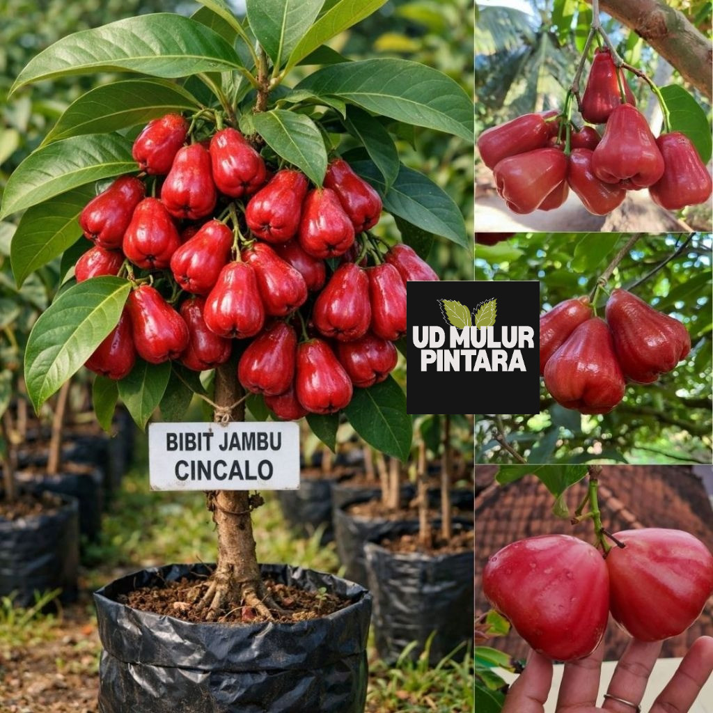 Bibit Jambu Air Cincalo Apel Merah Batang Besar , Manis , Siap Berbuah