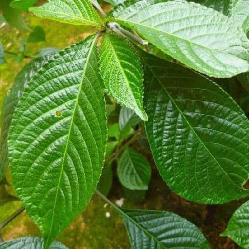 Bibit Tanaman Keji Beling Pohon Keji Beling Bibit Keji Beling Pohon Pecah Beling Daun Pecah Beling