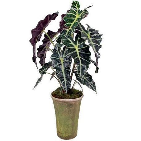 Keladi Amzon tanaman hias - Bunga hias keladi tengkorak amazon