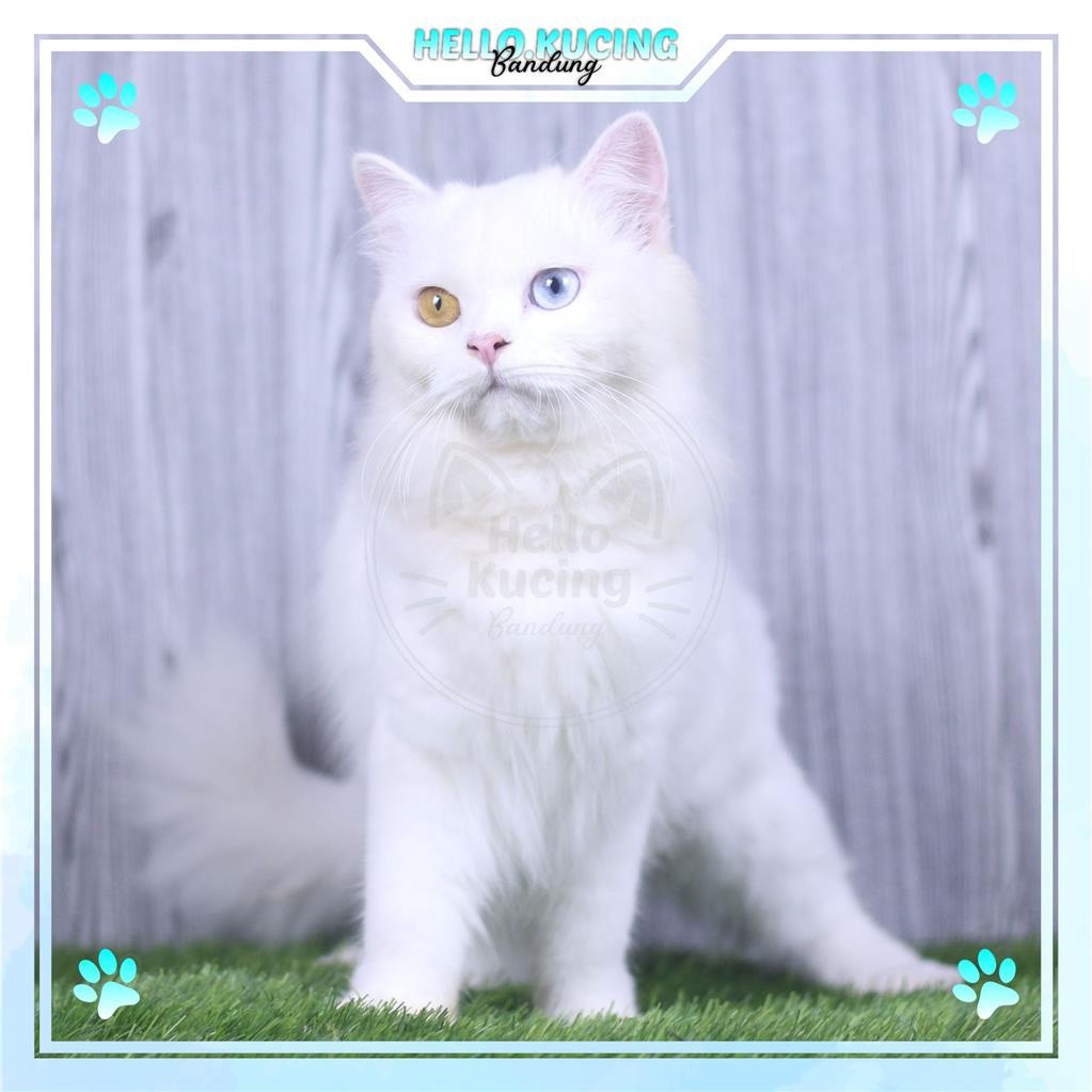 Kucing Persia Oddeye White Solid Longhair Bulu Kapas Betina