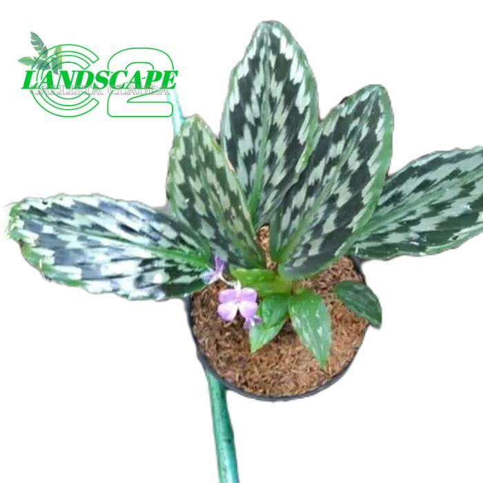 tanamanhias calathea merak - tanaman calathea - calathea merak Daun