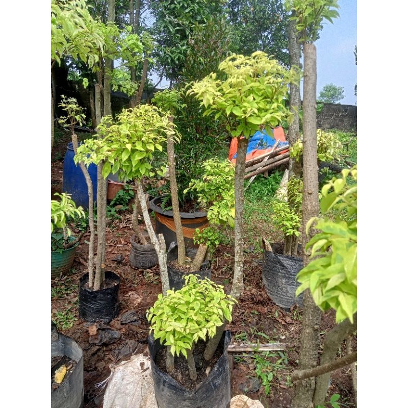 Tanaman Anting Putri Bonsai Anting Putri 1 Meter Batang 2 Yg Dikirim Batang Dua