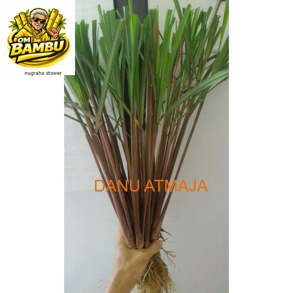 SEREH MERAH WANGI SEGAR 1 kg sereh wangi/sereh merah