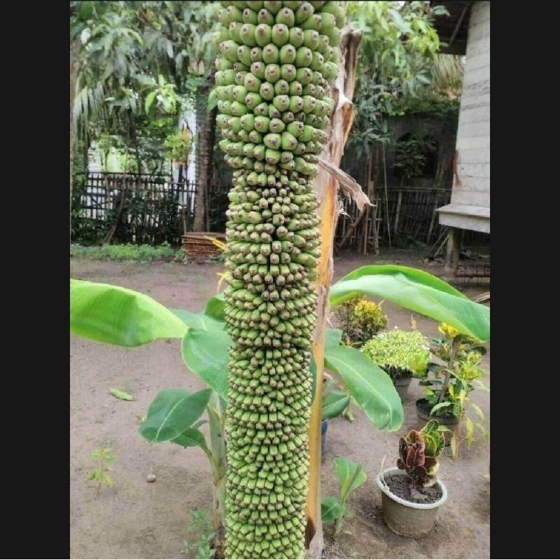 PROMO Bibit Pisang Raja Seribu Kualitas Unggul (BELI 2 GRATIS 1)