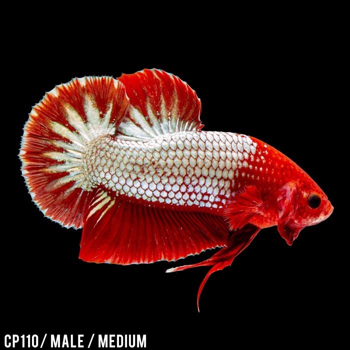 Cupang Hias Red Dragon / Betta Fish Plakat / Cupang Plakat