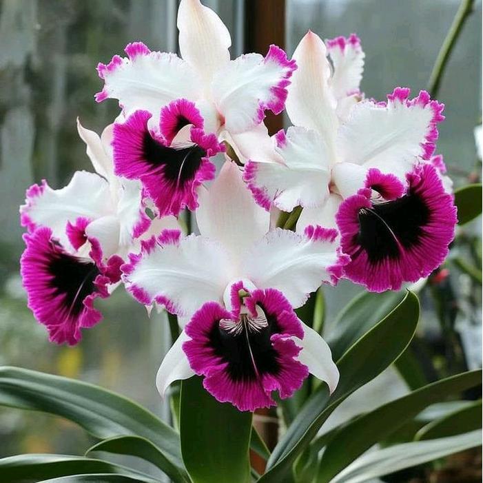 Anggrek Bulan Pasca Warna Dewasa Bunga Anggrek Bulan Pasca Warna