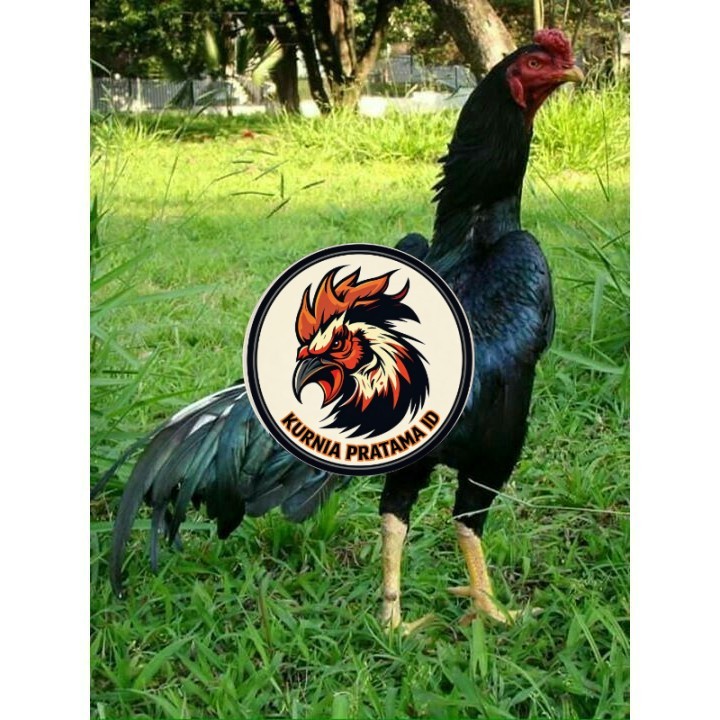 Telur ayam shamo jepang bangkok aduan siap ditetaskan - ayam-shamo KURNIA PRATAMA ID