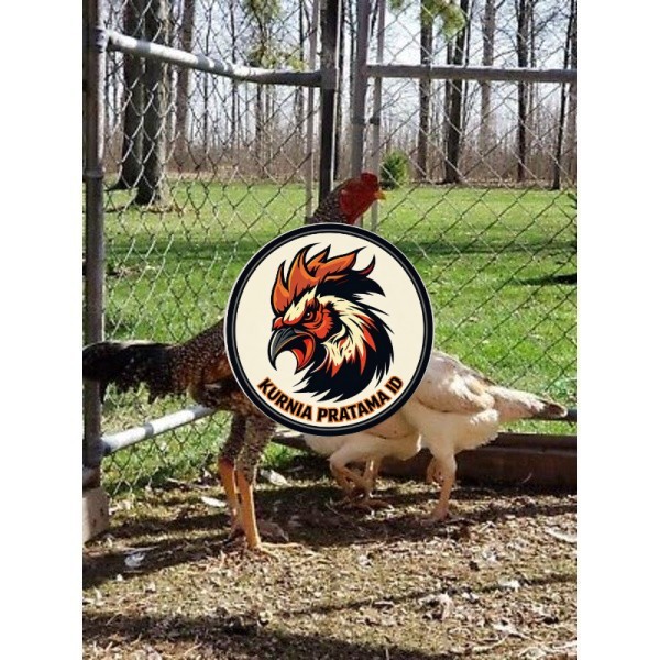 TELUR AYAM GORILA LAYER PETELUR UNTUK DI TETASKAN KURNIA PRATAMA ID