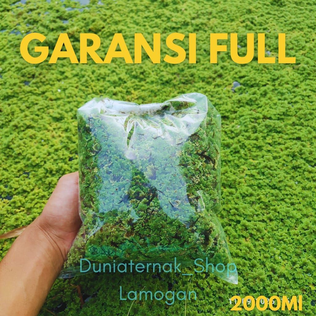 [COD] Bibit Azola Microphylla 2 LITER / azola pakan ternak / tanaman air / azola microphylla