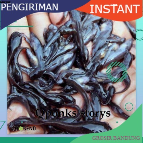bibit lele sangkuriang ukuran 5-6 cm per 100  ekor Grosir bandung